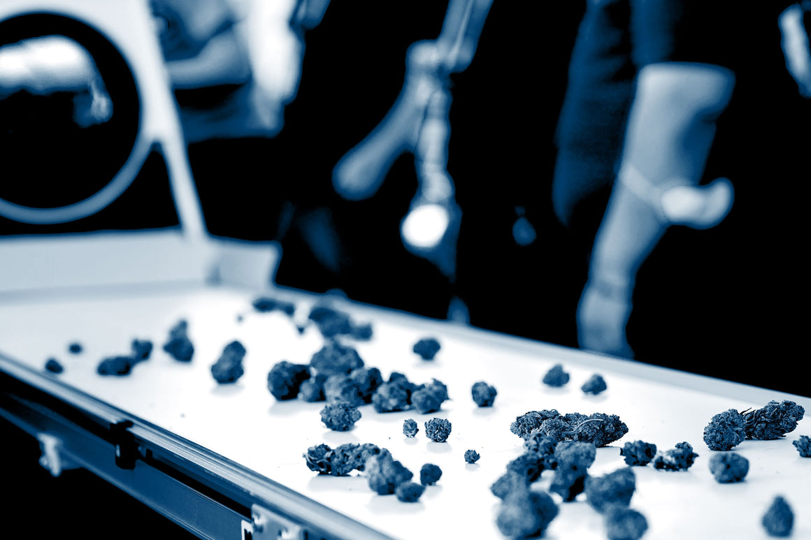 Marijuana buds on a white surface, possibly a conveyor belt. Blurred figures in the background.