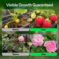 Strawberry and rose plants before and after nutrient treatment.
