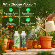 Vivosun Base A & B nutrient bottles watering a plant with oranges nearby, highlighting root growth, blooming, yield potential, and trusted gardening solutions.