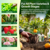 Close up of potted citrus tree with oranges, hand planting. Bottle of 