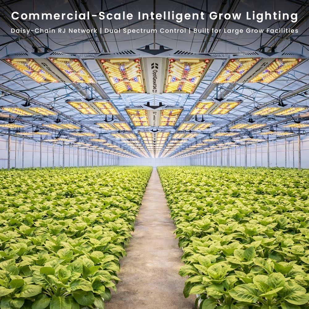 A greenhouse with rows of lush green plants under commercial-scale intelligent LED grow lights.