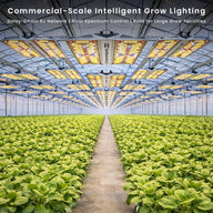 A greenhouse with rows of lush green plants under commercial-scale intelligent LED grow lights.