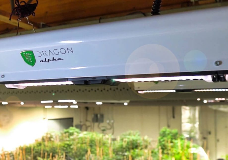 Full spectrum LED grow light "Dragon Alpha" by ScynceLED illuminates lush green plants in a grow room.