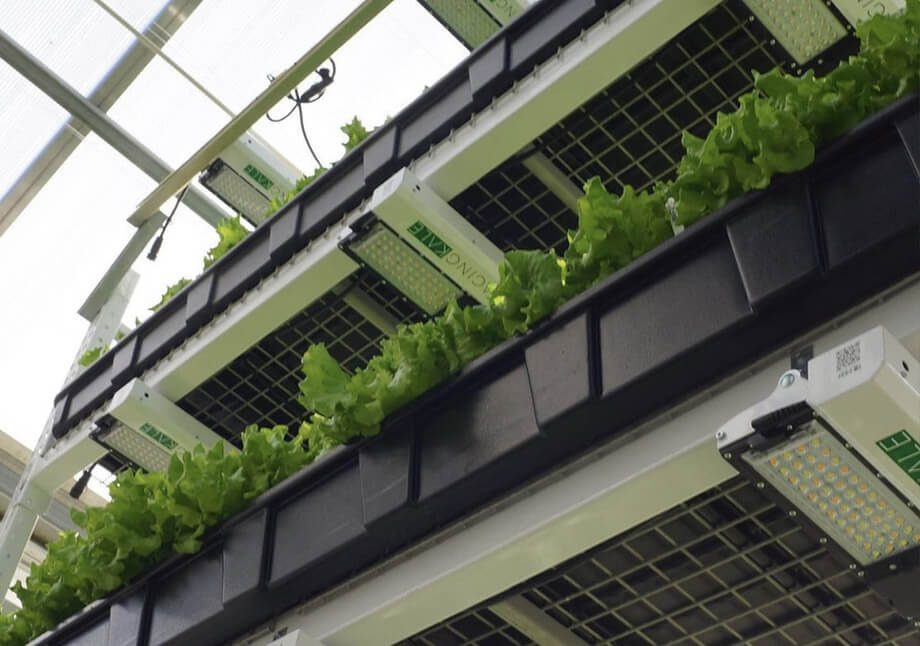 Raging Kale hydroponic lettuce grown under Scynce LED grow lights.