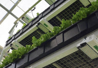 Raging Kale hydroponic lettuce grown under Scynce LED grow lights.
