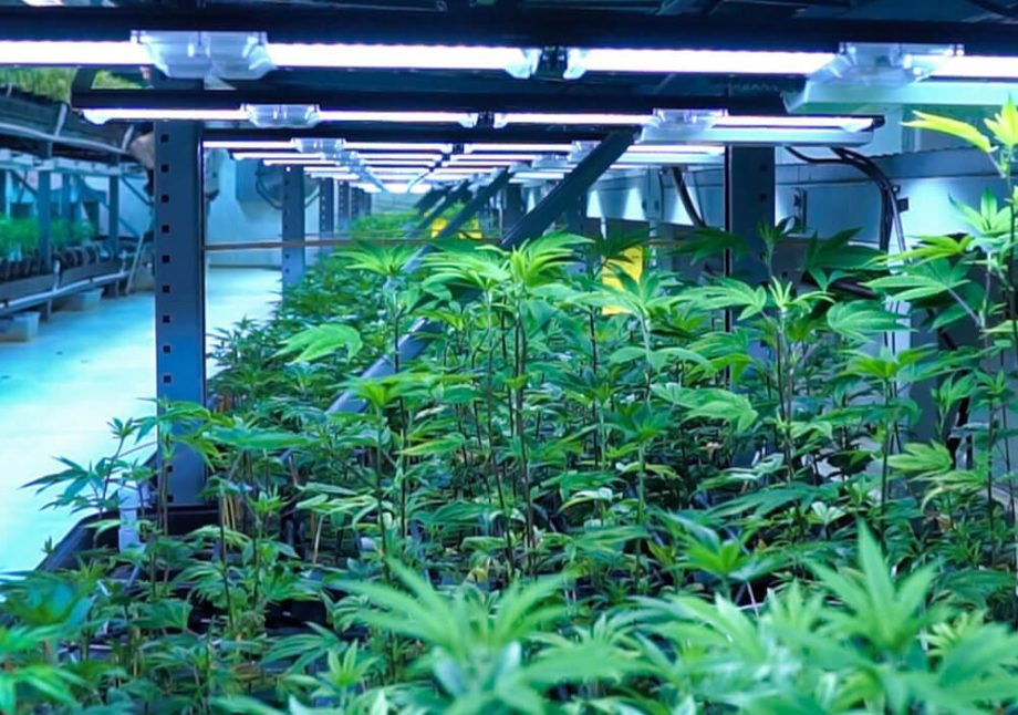 Rows of healthy, green cannabis plants grow under bright LED lights in a commercial grow facility.