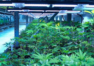 Rows of healthy, green cannabis plants grow under bright LED lights in a commercial grow facility.