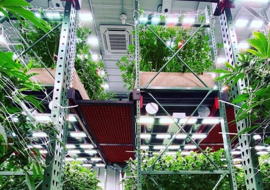 Indoor cannabis grow with vertical racking, LED lights, and lush green plants.