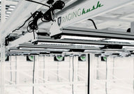 Close-up of Raging Kush grow lights in a vertical farm, showing LED panels and branding.