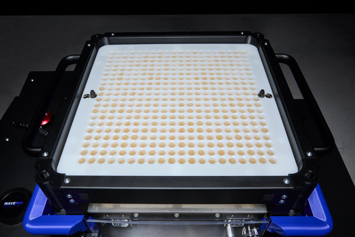 Close-up of a white tray with a grid of circular indentations, each containing a small, light brown object.