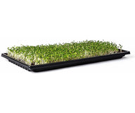 Black microgreen tray filled with dense, young sprouts on a white background.