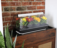 SunBlaster LED Mini Greenhouse with colorful primrose flowers under a grow light, on a wooden cabinet.