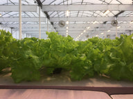TotalGrow High Intensity Top-Light 620W Bar LED Grow Light