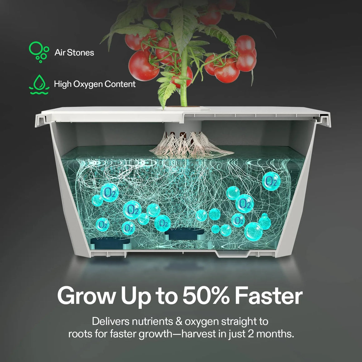 Tomato plant in DWC hydroponics system with oxygen bubbles and text "Grow Up to 50% Faster".