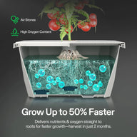 Tomato plant in DWC hydroponics system with oxygen bubbles and text 