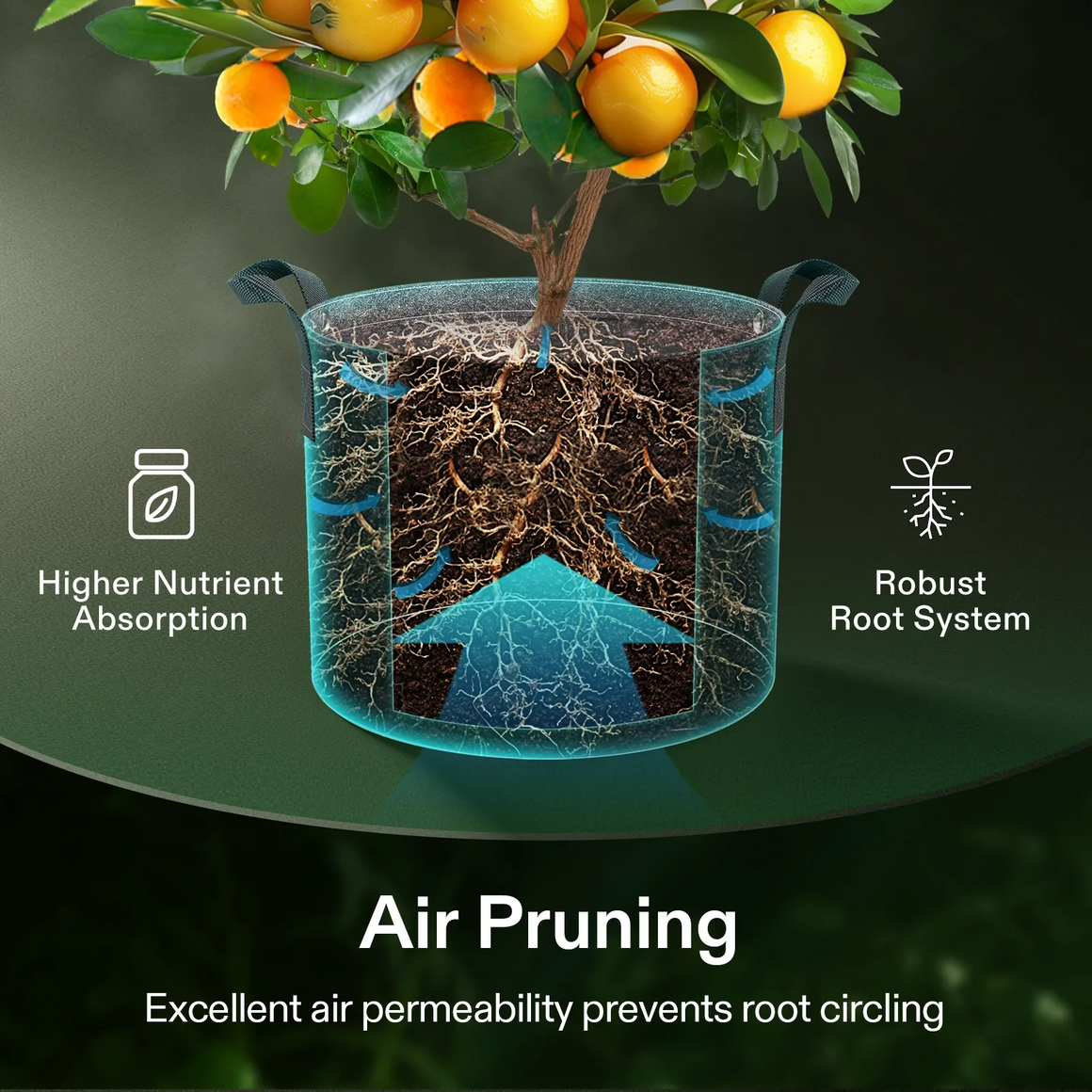 Orange tree in fabric grow bag with visible root system. Highlights include nutrient absorption, robust roots, and air pruning.