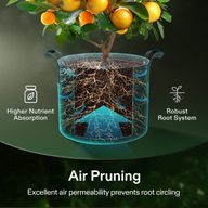 Orange tree in fabric grow bag with visible root system. Highlights include nutrient absorption, robust roots, and air pruning.