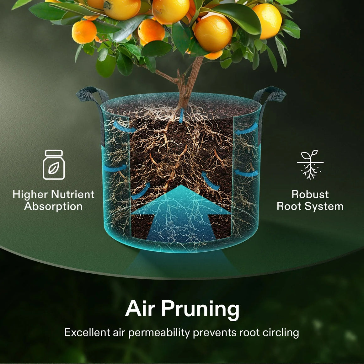 Orange tree in fabric grow bag showing robust root system with air pruning, higher nutrient absorption.