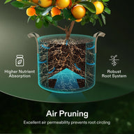 Illustration of a citrus tree in a fabric grow bag, showing its healthy, air-pruned root system.