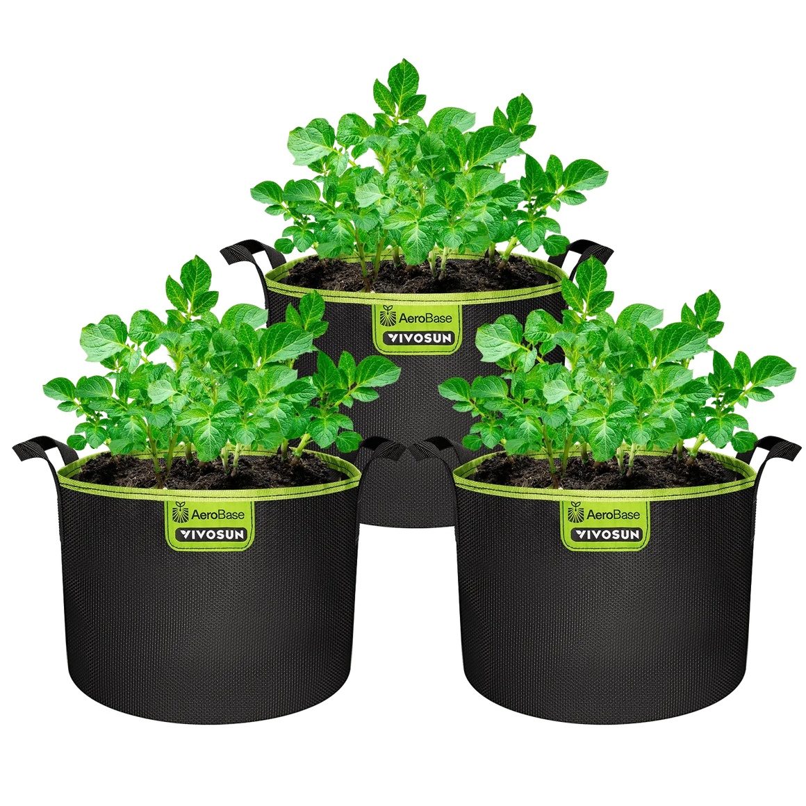 Three VIVOSUN AeroBase grow bags with potato plants.