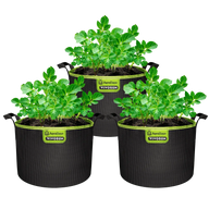Three VIVOSUN AeroBase grow bags with potato plants.