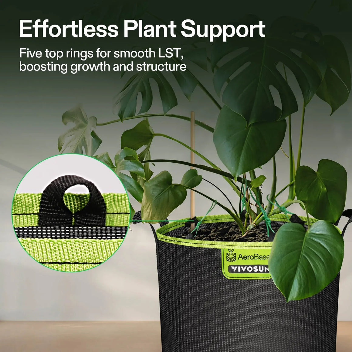 Vivosun AeroBase grow bags with a Monstera plant. Features five top rings for plant support.