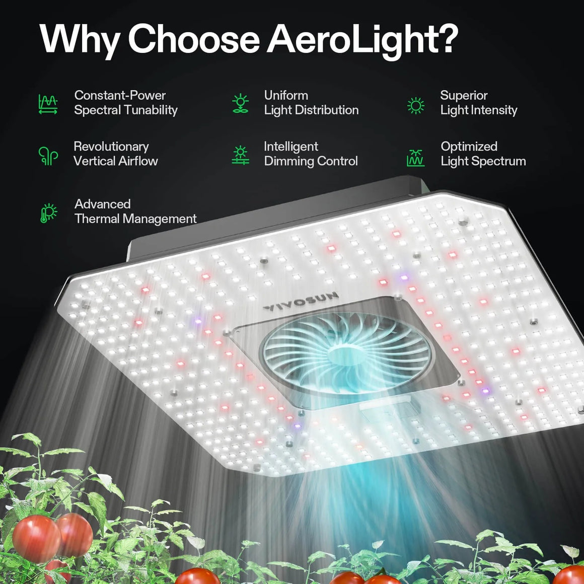 VIVOSUN AeroLight 120W: Tomatoes grow under a full-spectrum LED grow light with uniform light distribution and vertical airflow.