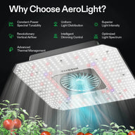VIVOSUN AeroLight 120W: Tomatoes grow under a full-spectrum LED grow light with uniform light distribution and vertical airflow.