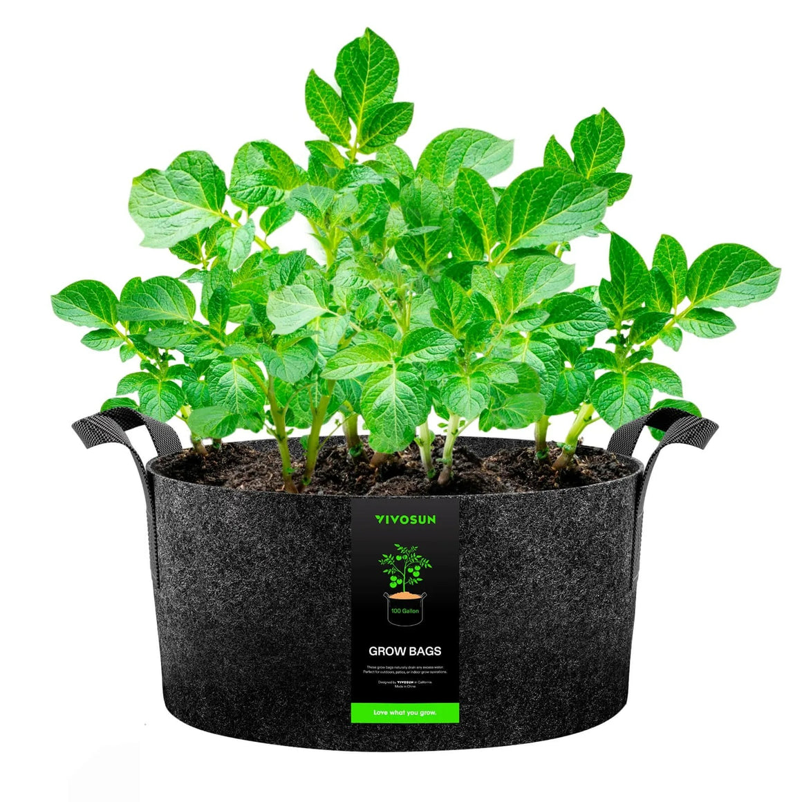 Vivosun black 100-gallon grow bag filled with lush green potato plants.