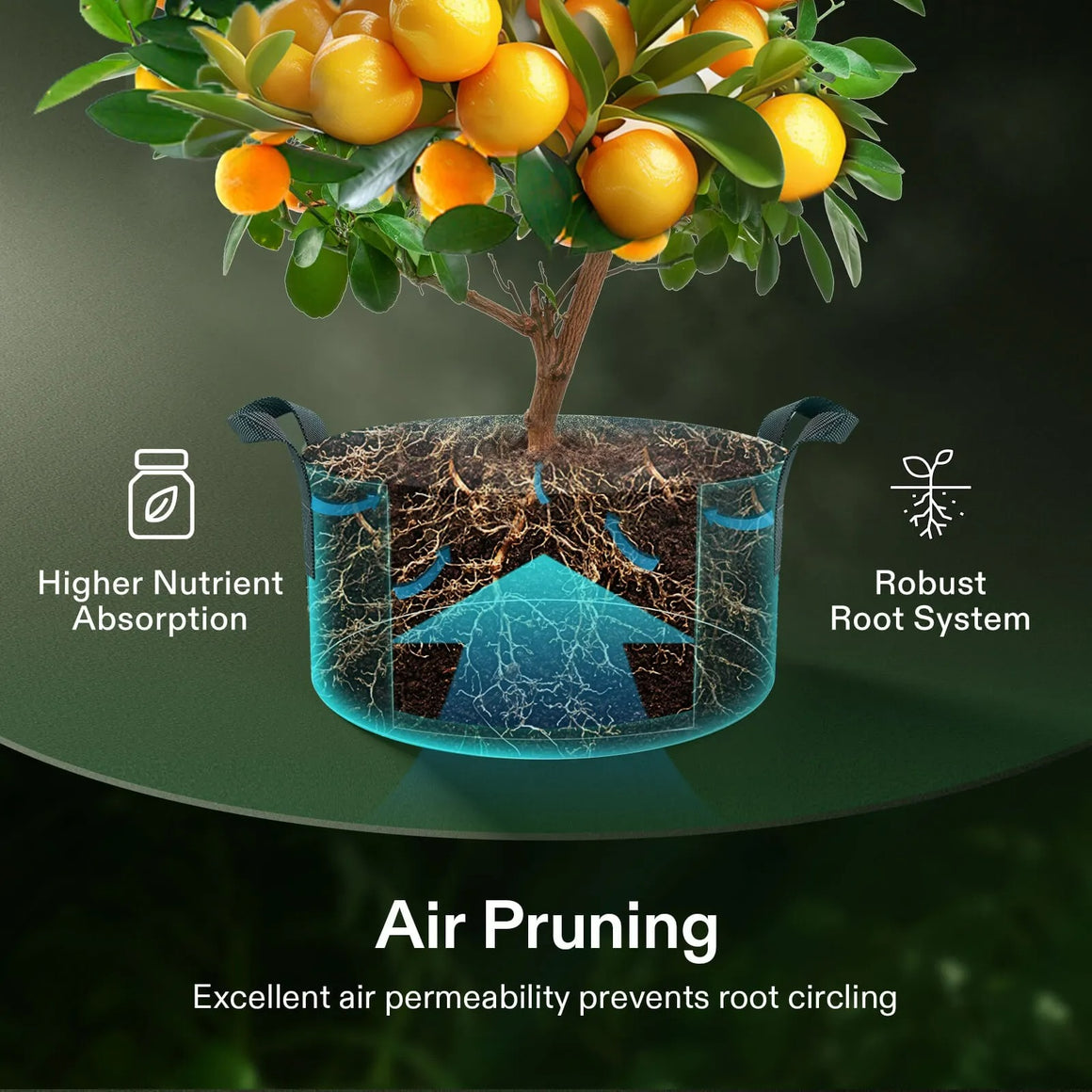 Citrus tree in a grow bag, showing enhanced root system, higher nutrient absorption, and air pruning benefits.