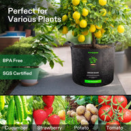 VIVOSUN black grow bags are perfect for various plants like cucumbers, strawberries, potatoes, and tomatoes, and are BPA-free and SGS-certified.