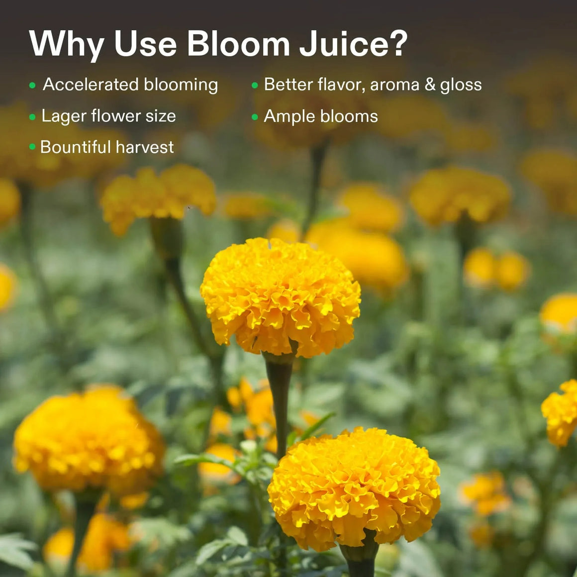Yellow marigolds with text "Why Use Bloom Juice?" listing benefits.