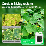 Cucumber plant deficiency symptoms vs healthy plant after using Vivosun Cal-Mag-Iron nutrients.