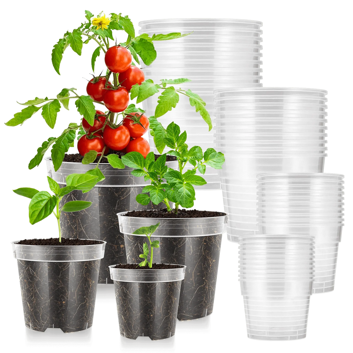 Clear plastic nursery pots with young tomato, basil, and potato plants.