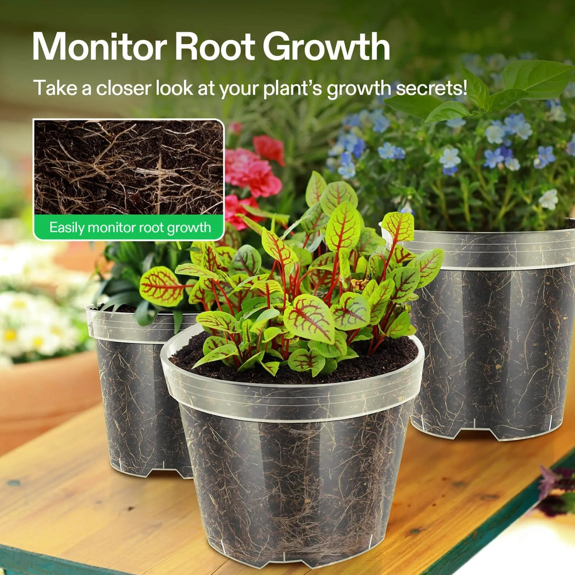 Clear nursery pots show healthy root growth for vibrant plants and flowers.