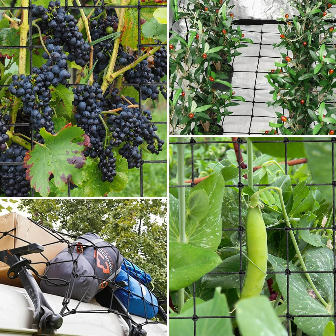 Vivosun elastic trellis netting supports grapes, olives, and peas, plus secures cargo on a vehicle.