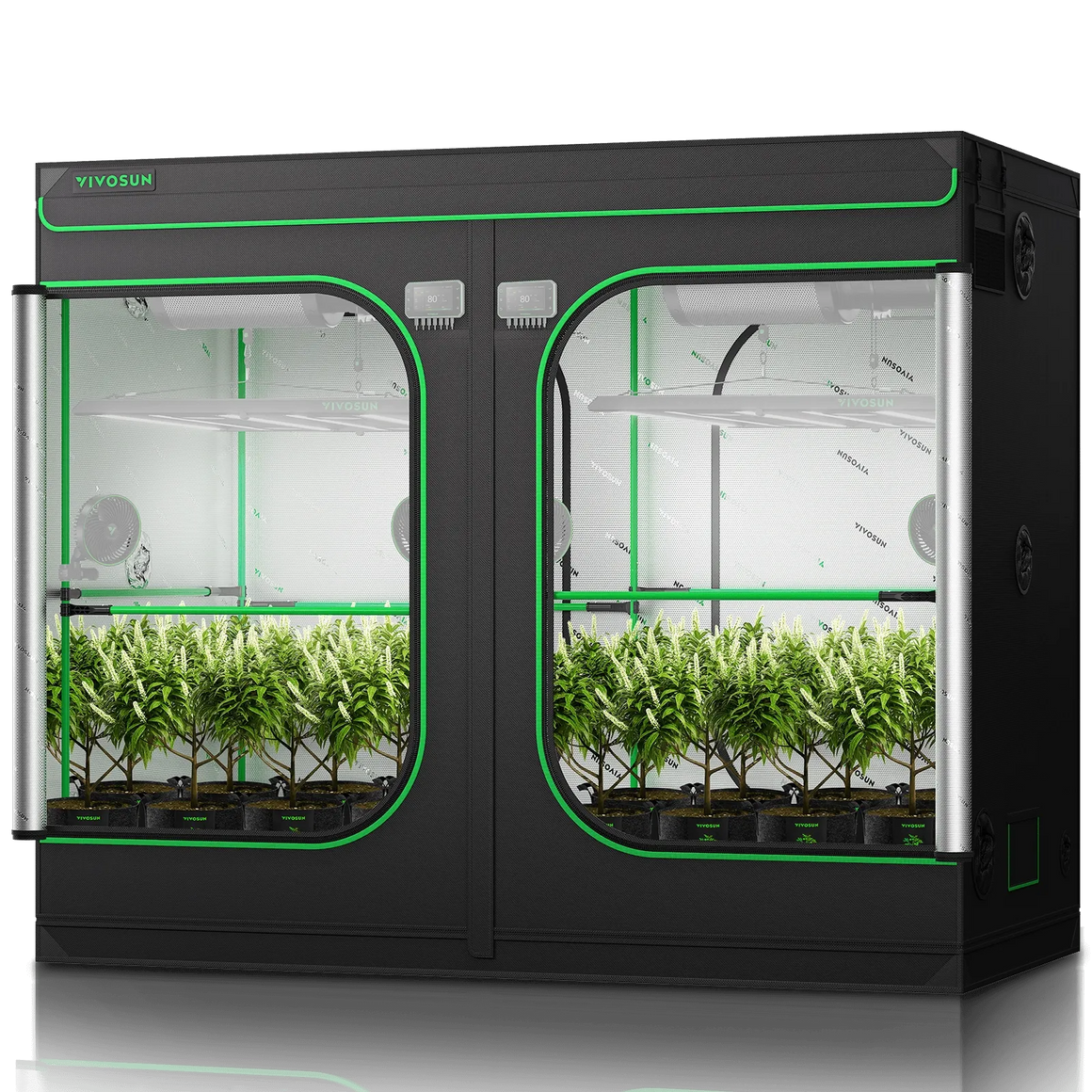 A Vivosun grow tent with two separate compartments, each housing rows of potted plants with white flowers.