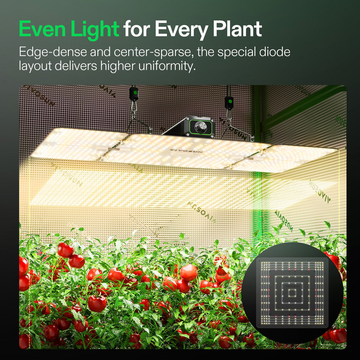 Vivosun LumaLight LED grow light illuminates red tomatoes, showcasing its edge-dense, center-sparse diode design for even light.