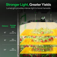 Vivosun LumaLight LED grow light illuminating tomato plants in an indoor grow tent, showing PPFD at 12
