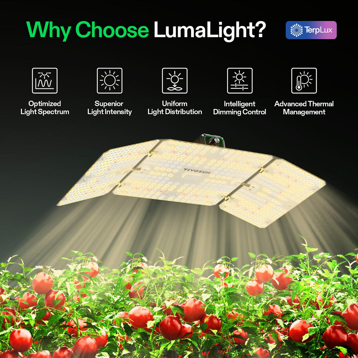 Vivosun LumaLight LED grow light illuminating red tomato plants, highlighting optimal spectrum & uniform distribution.