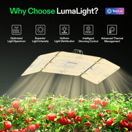 Vivosun LumaLight LED grow light illuminating red tomato plants, highlighting optimal spectrum & uniform distribution.