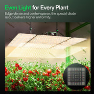 VIVOSUN LED grow light panels illuminate tomato plants in a tent. Inset shows edge-dense, center-sparse diode layout for even light.