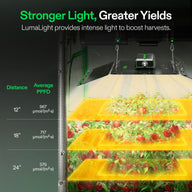 Vivosun LumaLight 400W LED grow light illuminating tiered tomato plants, with PPFD data by distance.