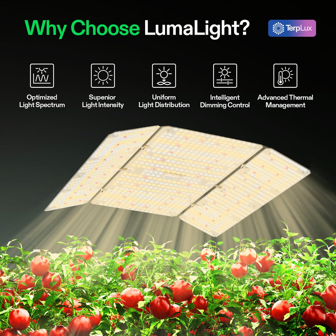 VIVOSUN LumaLight LED grow light illuminates red tomatoes. Features: optimized spectrum, uniform distribution, thermal management.