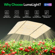 VIVOSUN LumaLight LED grow light illuminates red tomatoes. Features: optimized spectrum, uniform distribution, thermal management.