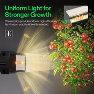 Vivosun LumaRay LED grow light with prism optics uniformly illuminates a healthy tomato plant for strong growth.