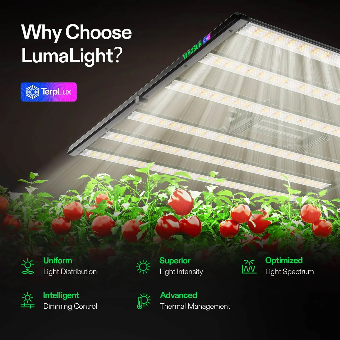 Vivosun Lumalight 500W LED grow light illuminates tomato plants with uniform, superior light intensity, optimized spectrum, intelligent dimming, and advanced thermal management.