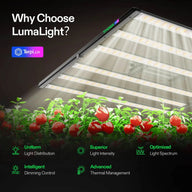 Vivosun Lumalight 500W LED grow light illuminates tomato plants with uniform, superior light intensity, optimized spectrum, intelligent dimming, and advanced thermal management.