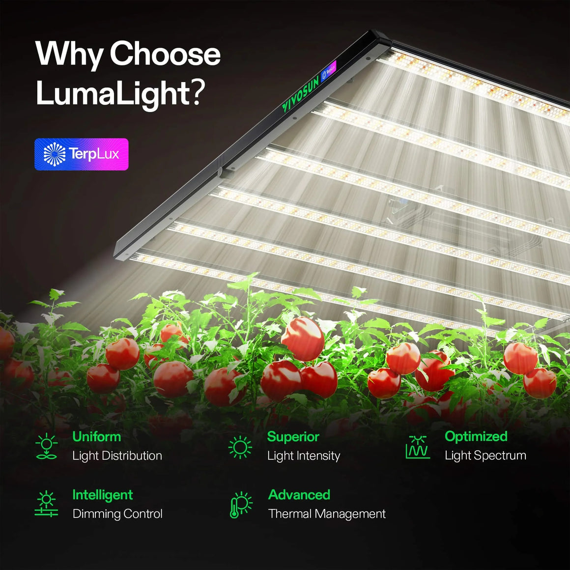 VIVOSUN LumaLight 750W LED grow light illuminating tomato plants with red fruits.