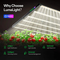 VIVOSUN LumaLight 750W LED grow light illuminating tomato plants with red fruits.